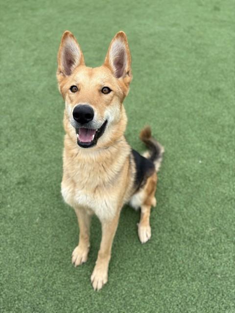 Enlarge HARMONY, a Adoptable German Shepherd Dog in Castaic, CA image 1/1