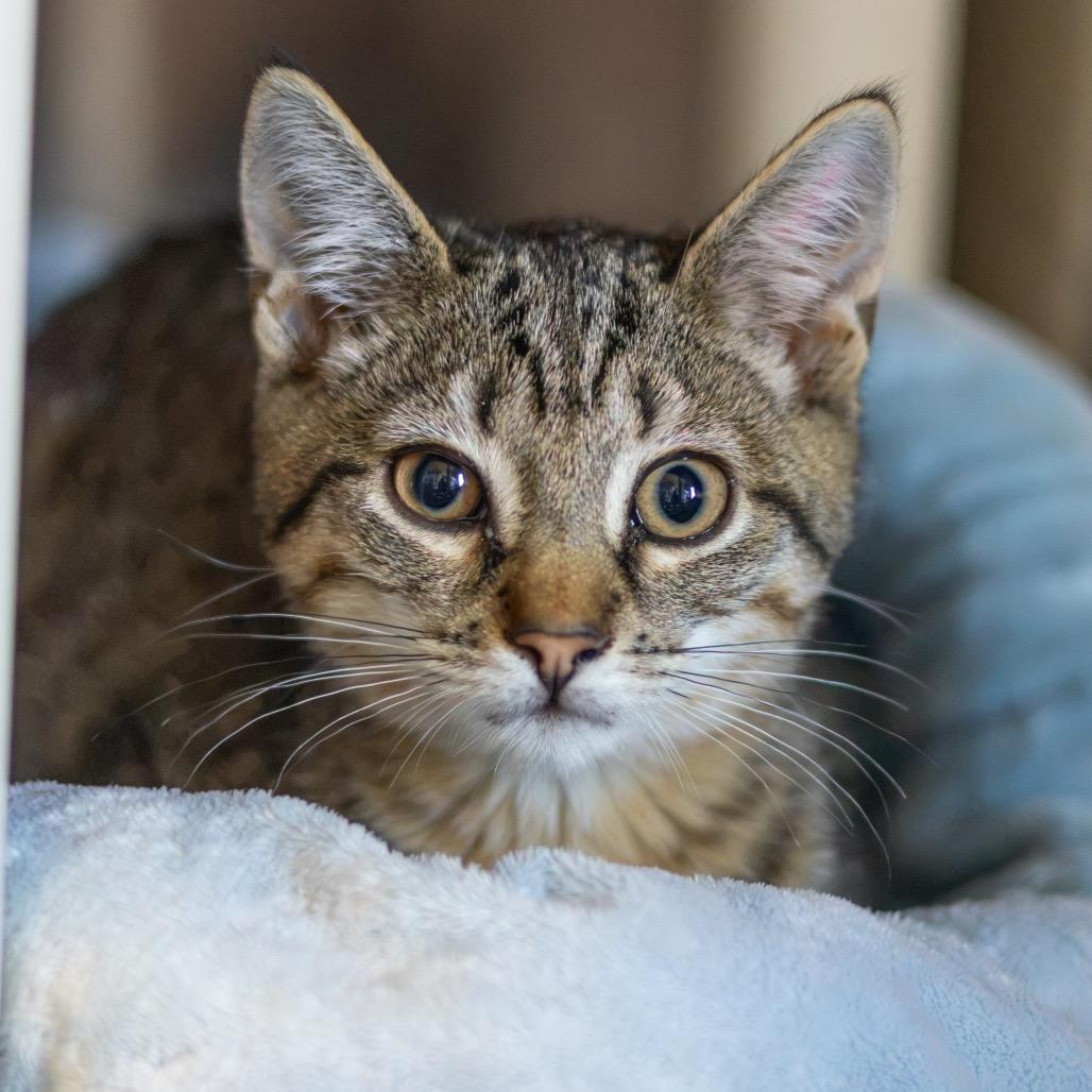Luke, Adoptable, Kitten Male Domestic Short Hair.