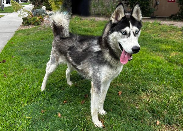 Enlarge Noelle, a Adoptable mixed breed in San Gabriel, CA image 1/6