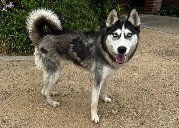 Enlarge Noelle, a Adoptable mixed breed in San Gabriel, CA image 2/6