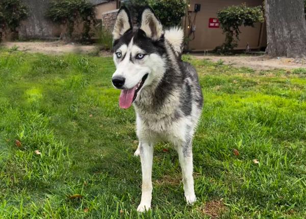 Enlarge Noelle, a Adoptable mixed breed in San Gabriel, CA image 3/6