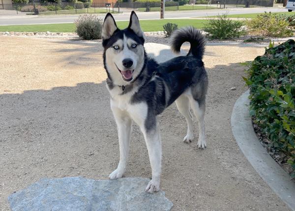 Enlarge Noelle, a Adoptable mixed breed in San Gabriel, CA image 4/6
