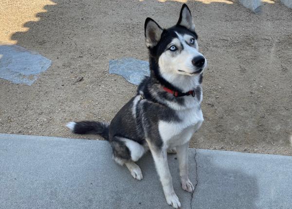 Enlarge Noelle, a Adoptable mixed breed in San Gabriel, CA image 5/6