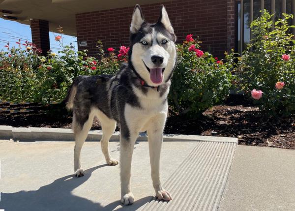 Enlarge Noelle, a Adoptable mixed breed in San Gabriel, CA image 6/6