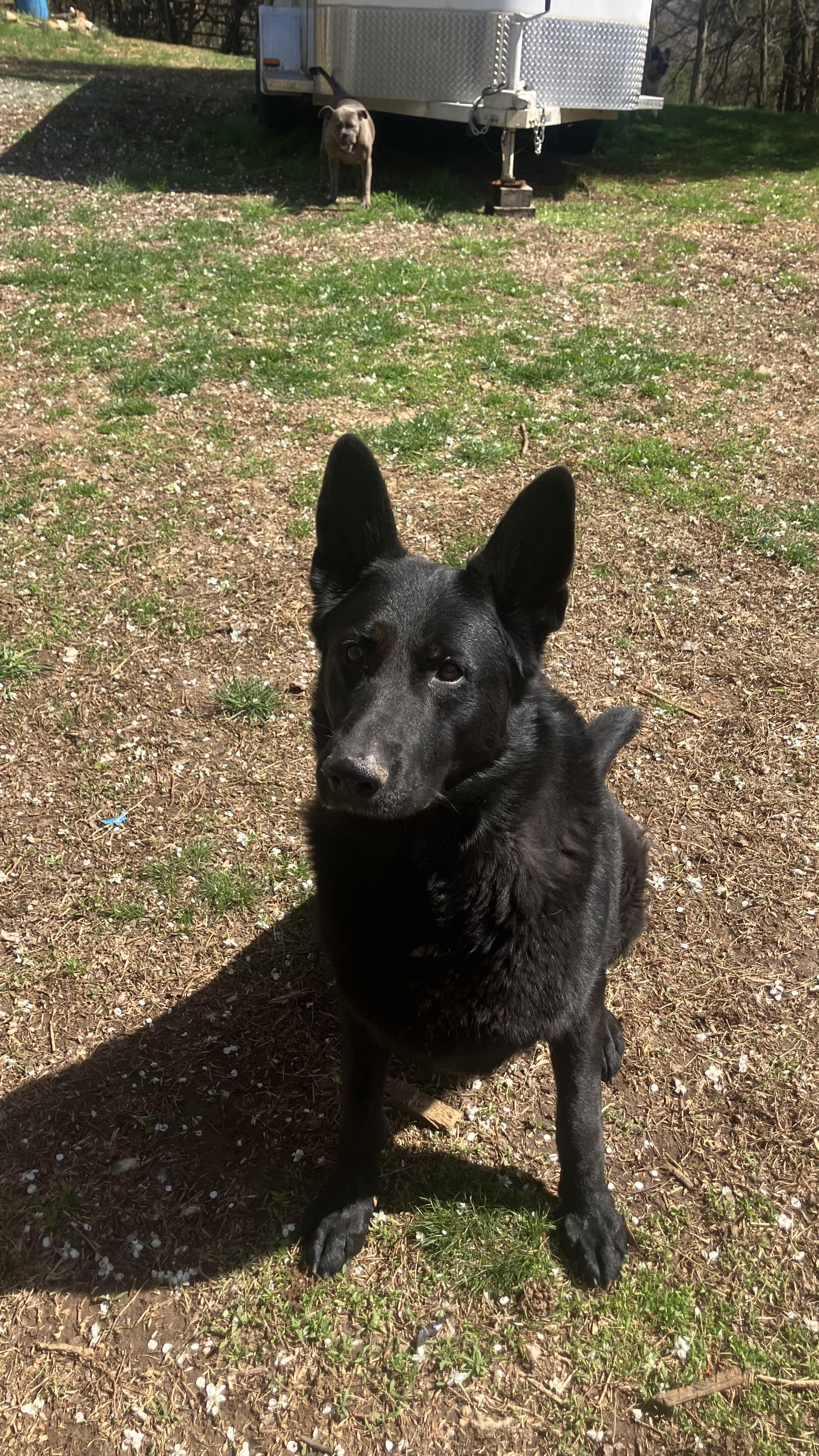 Enlarge Dax, a ADOPTABLE German Shepherd Dog in Greeneville, TN image 3/3