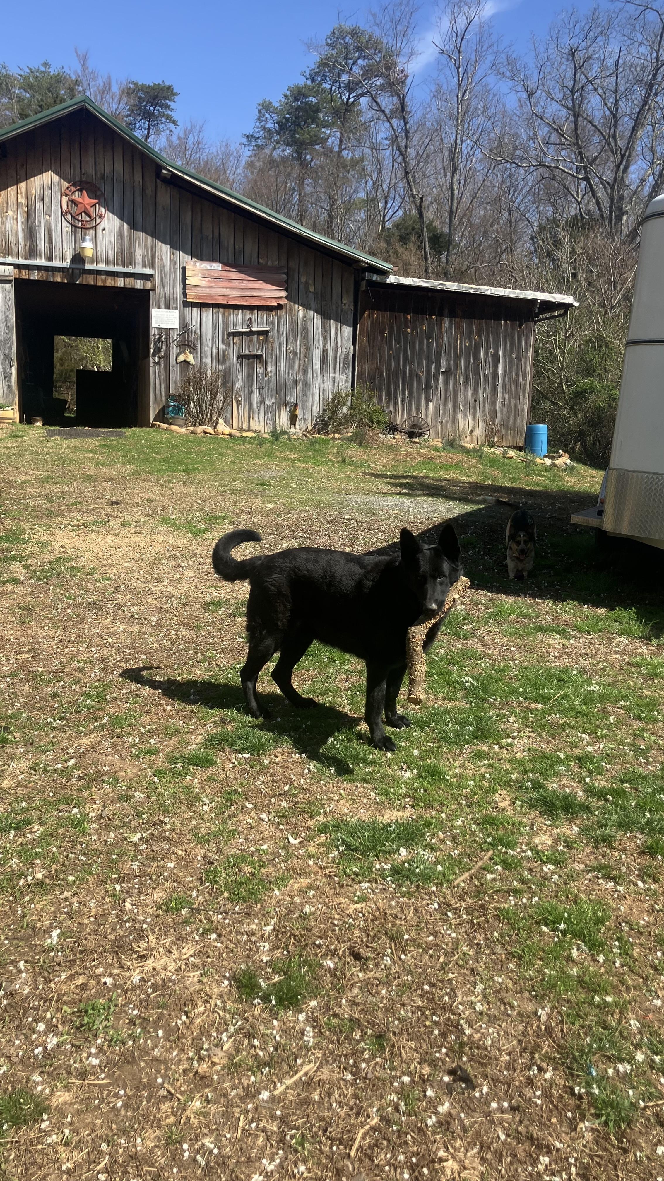 Enlarge Dax, a ADOPTABLE German Shepherd Dog in Greeneville, TN image 1/3
