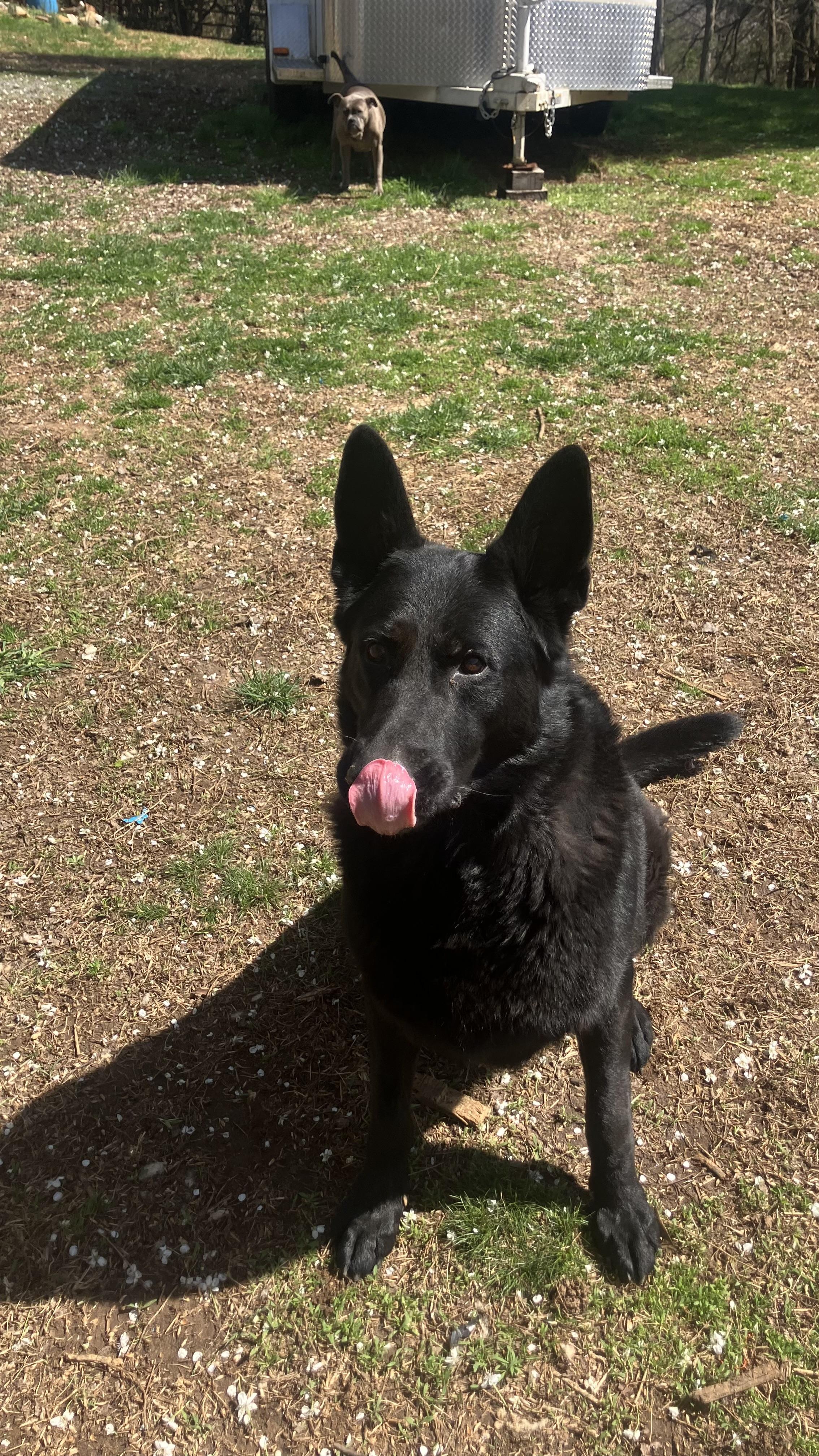 Enlarge Dax, a ADOPTABLE German Shepherd Dog in Greeneville, TN image 2/3