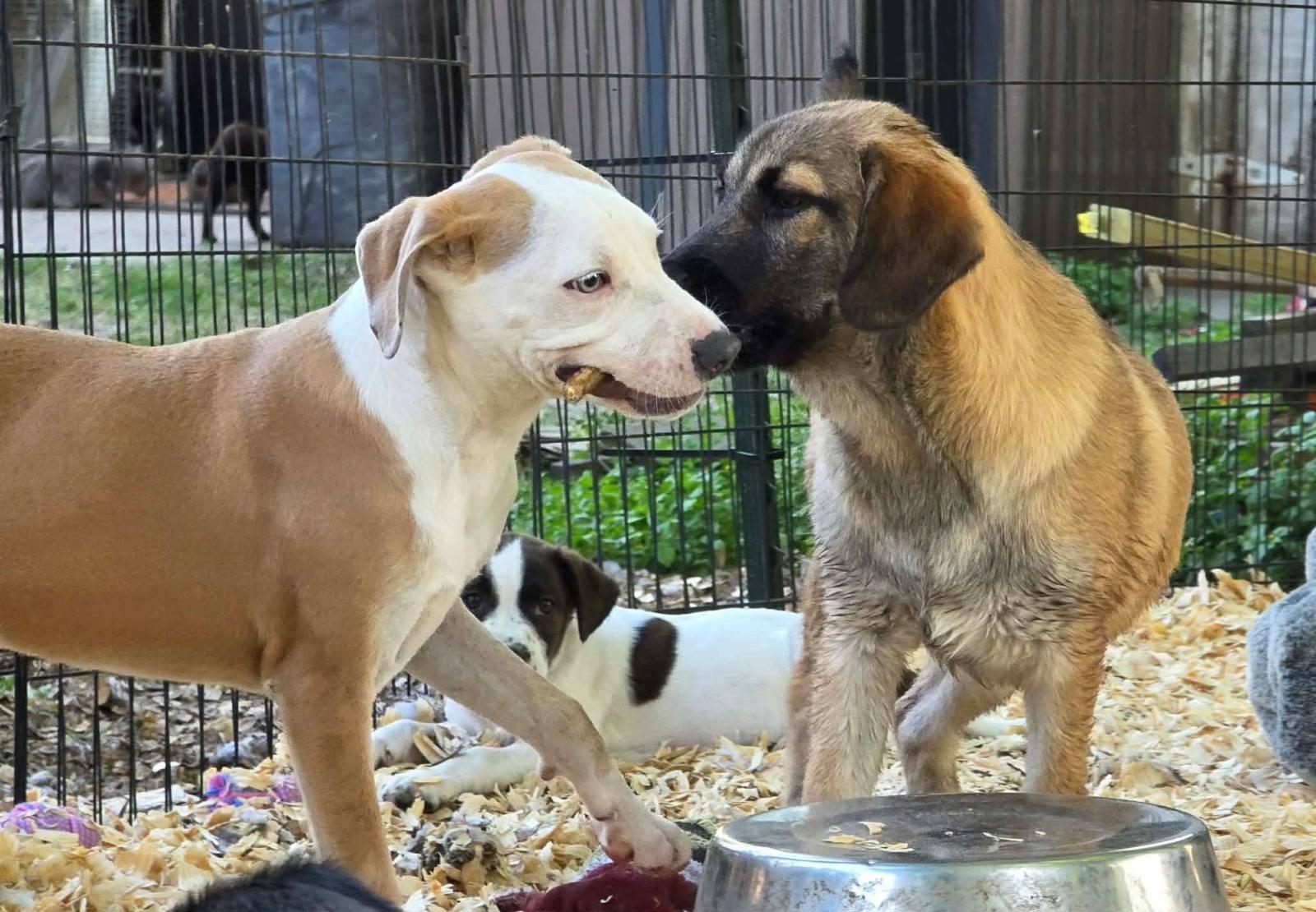 Enlarge Bayley , an adopted mixed breed in Rock Hill, NY image 2/2