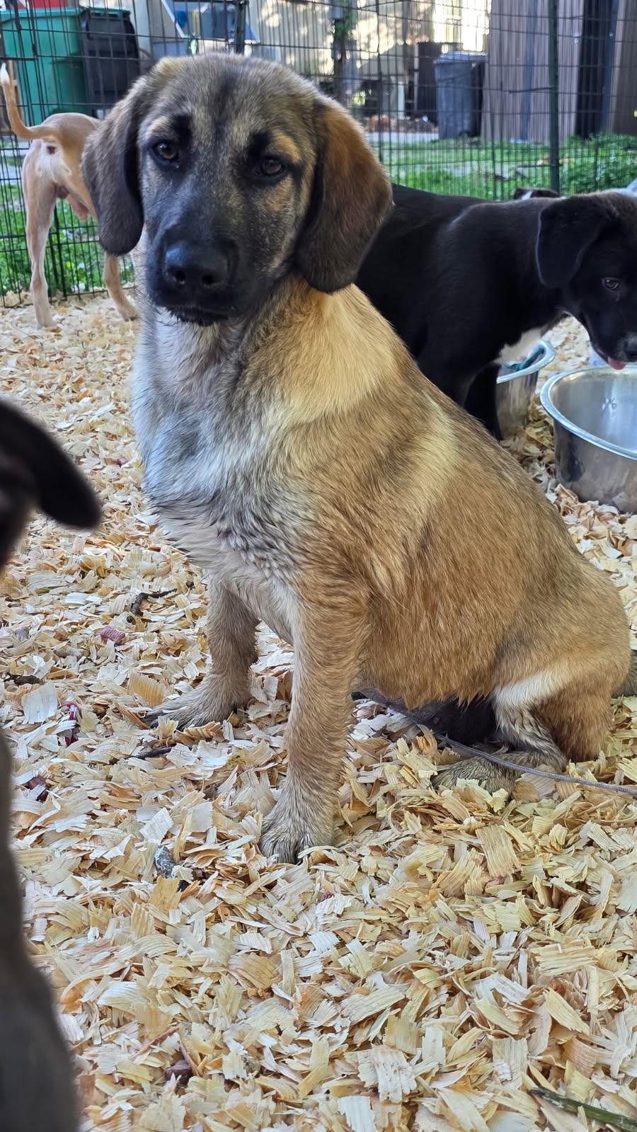 Enlarge Bayley , an adopted mixed breed in Rock Hill, NY image 1/2