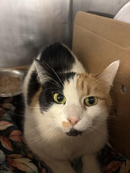 Ary, ADOPTABLE, Adult Female Domestic Short Hair.