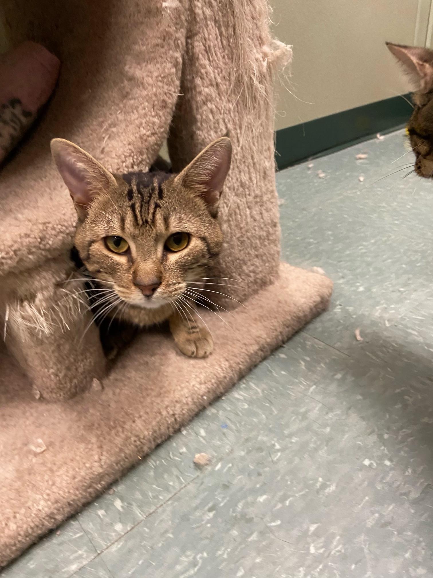 Aries, Adoptable, Adult Male Domestic Short Hair.