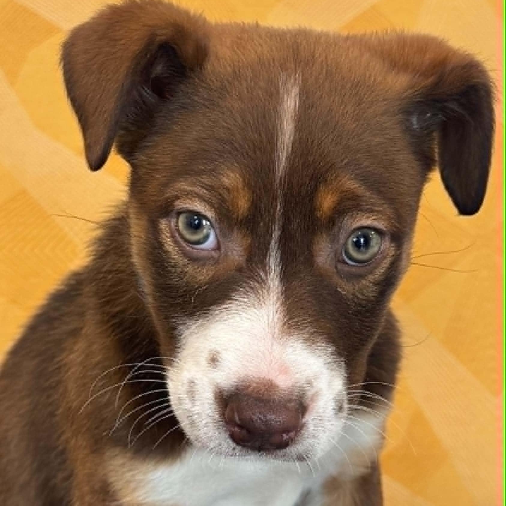 Enlarge Venus, a ADOPTABLE mixed breed in Danbury, CT image 4/6