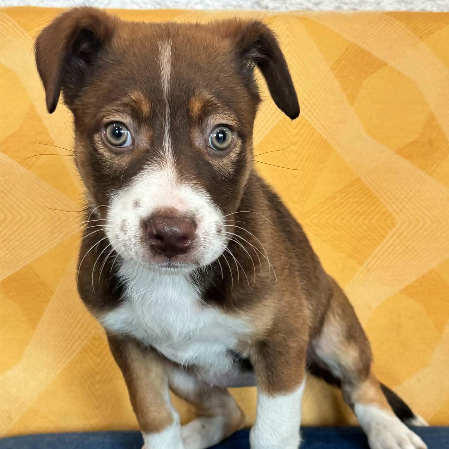 Venus, ADOPTABLE, Puppy Female Shepherd.