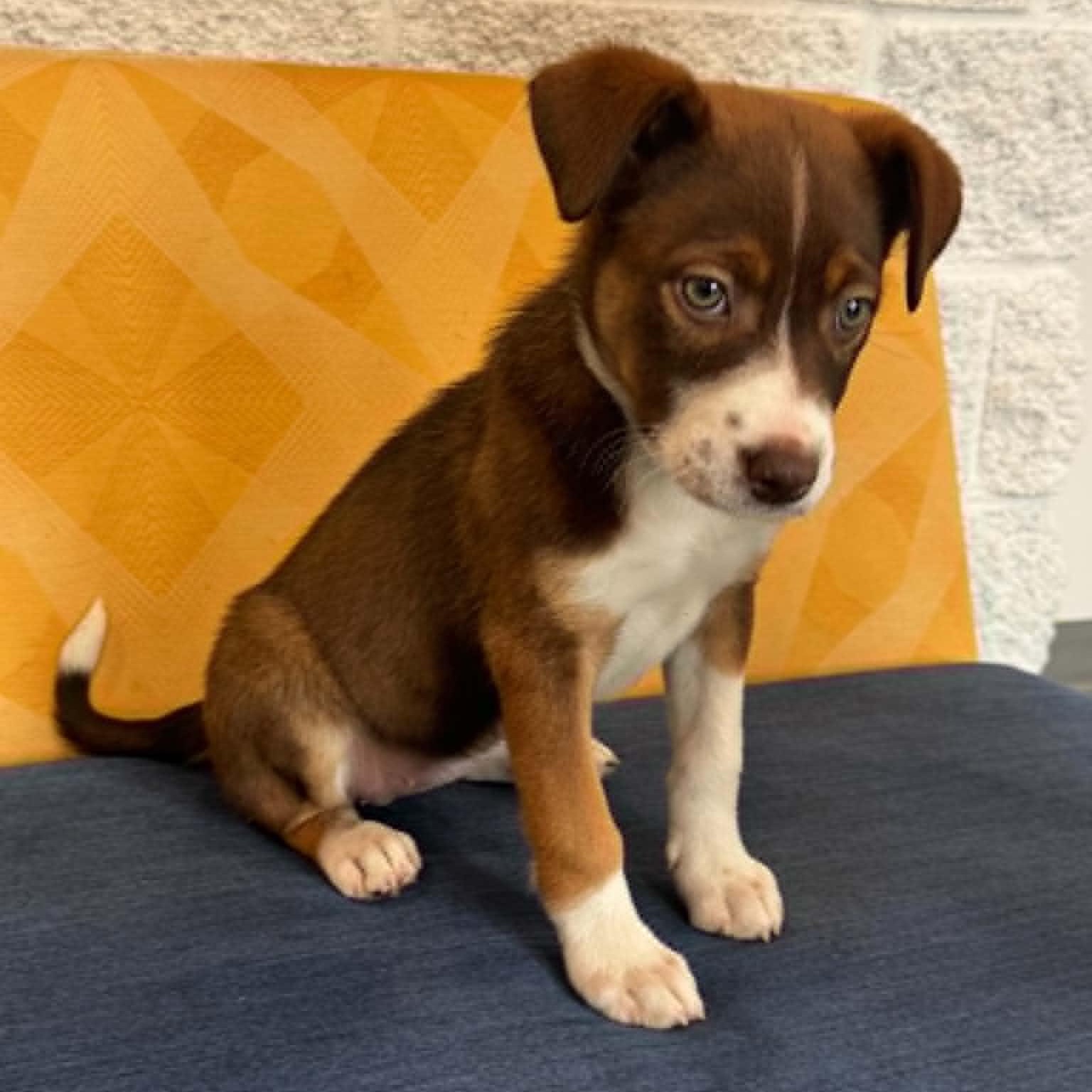 Enlarge Venus, a ADOPTABLE mixed breed in Danbury, CT image 3/6