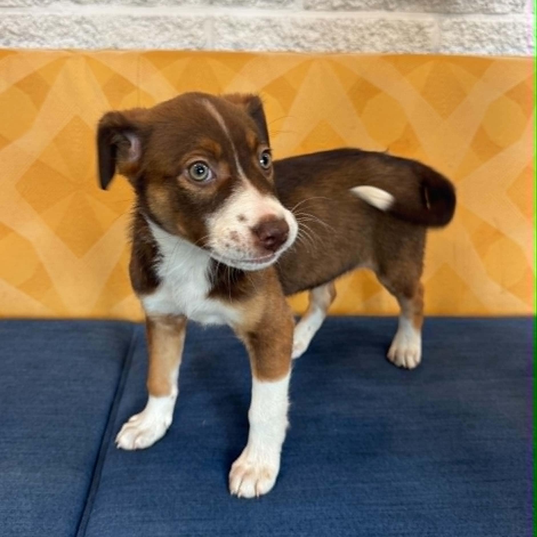 Enlarge Venus, a ADOPTABLE mixed breed in Danbury, CT image 5/6
