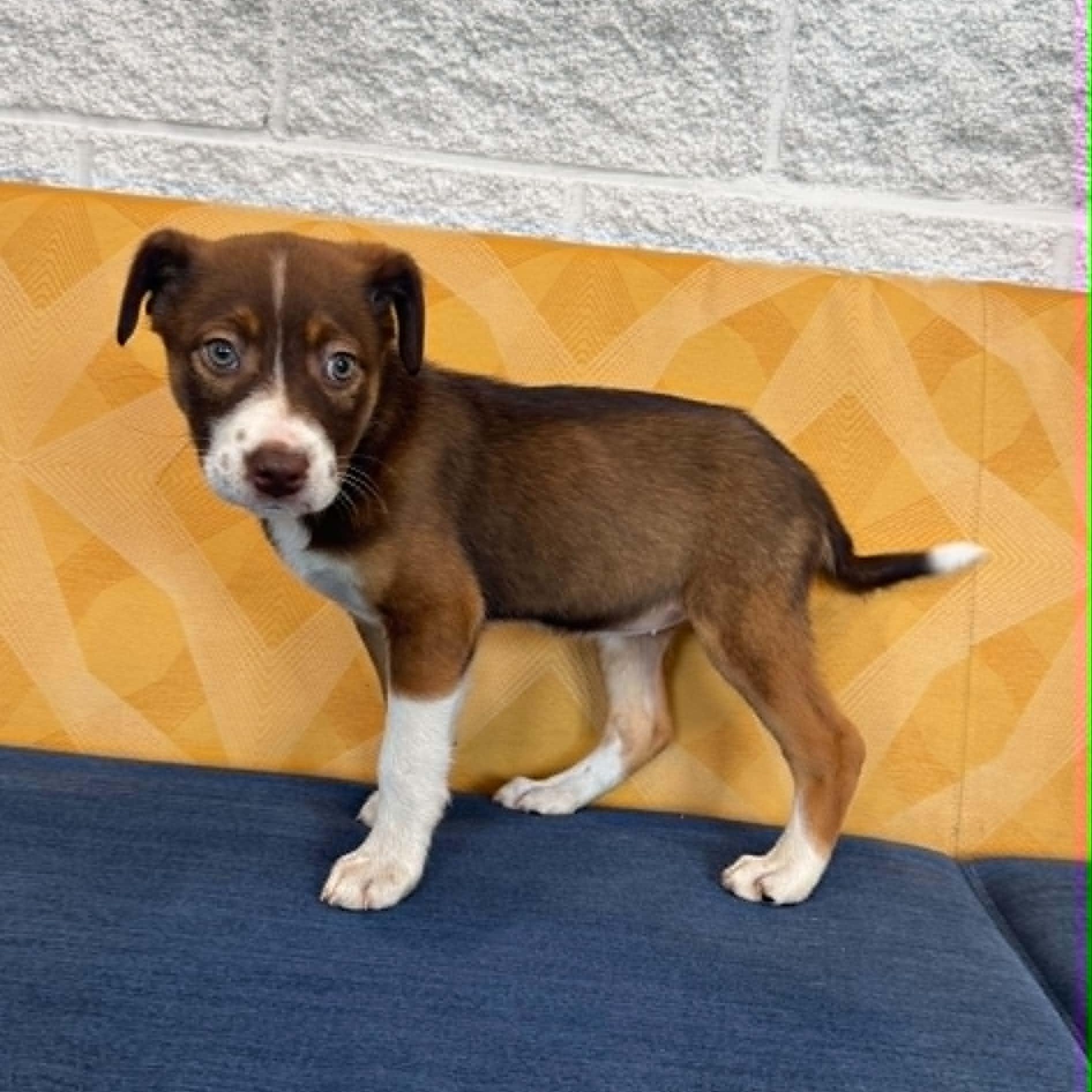 Enlarge Venus, a ADOPTABLE mixed breed in Danbury, CT image 2/6