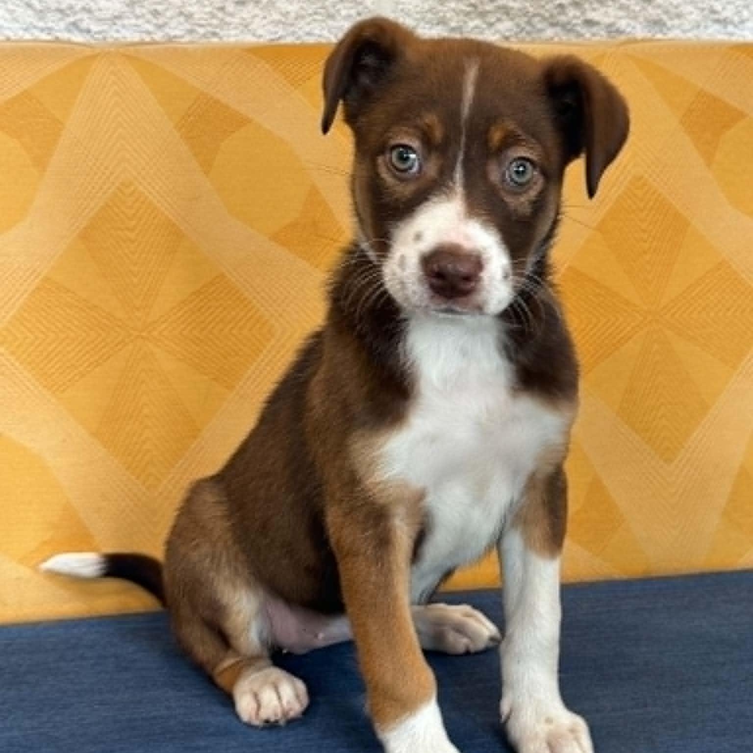 Enlarge Venus, a ADOPTABLE mixed breed in Danbury, CT image 6/6
