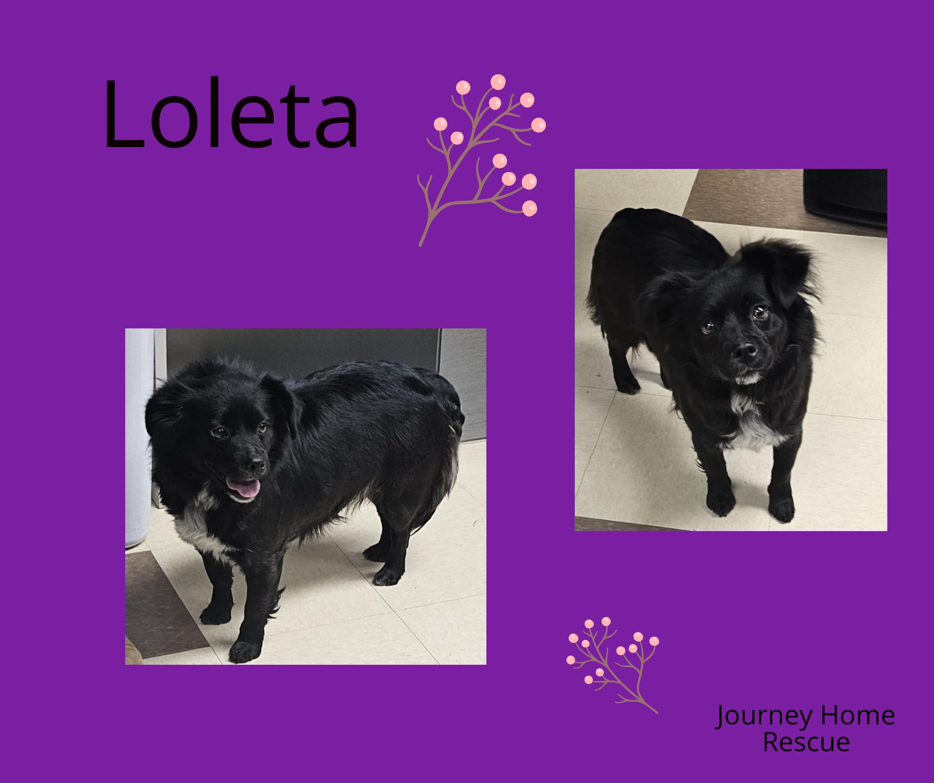 Loleta, ADOPTABLE, Adult Female Spaniel.
