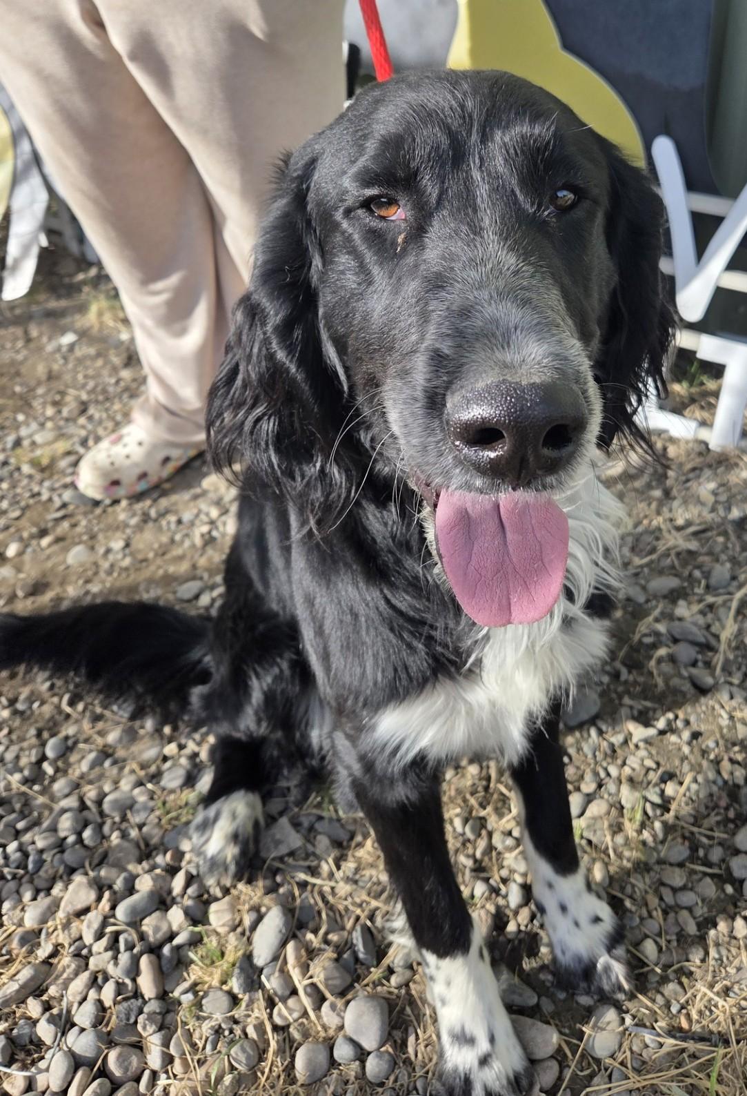 Enlarge Milo, an adopted mixed breed in Billings, MT image 1/1