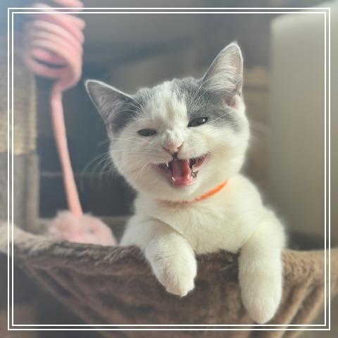 Enlarge Dora, a Adoptable Domestic Short Hair in Long Beach, CA image 1/3