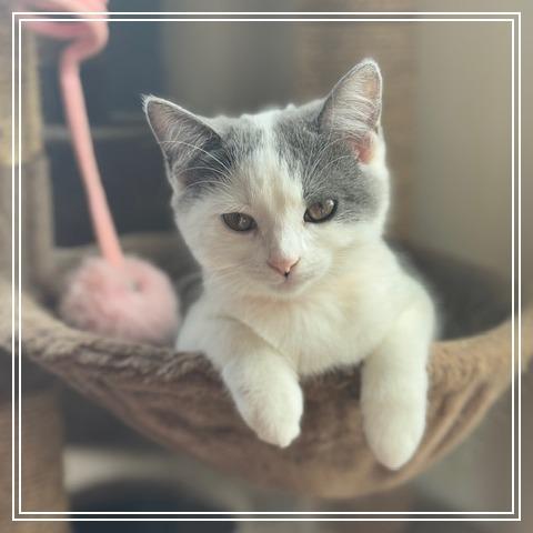 Enlarge Dora, a Adoptable Domestic Short Hair in Long Beach, CA image 2/3