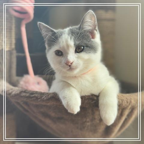 Enlarge Dora, a Adoptable Domestic Short Hair in Long Beach, CA image 3/3