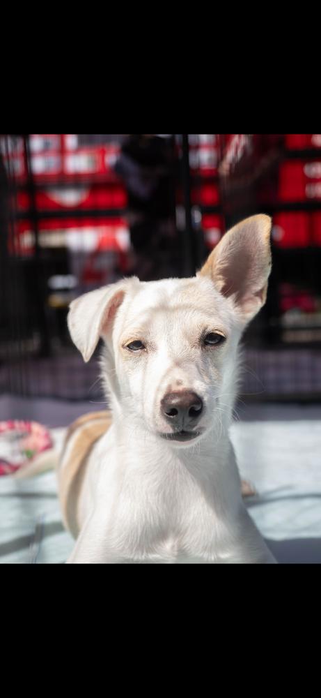 AAD New Arrival!  Zippie - 26163, Adoptable, Puppy Female Chihuahua.