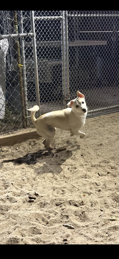 Enlarge AAD New Arrival!  Zippie - 26163, a Adoptable Chihuahua in Armonk, NY image 2/4