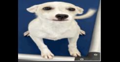 Enlarge AAD New Arrival!  Zippie - 26163, a Adoptable Chihuahua in Armonk, NY image 3/4