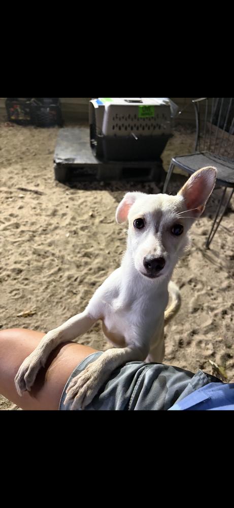 Enlarge AAD New Arrival!  Zippie - 26163, a Adoptable Chihuahua in Armonk, NY image 4/4