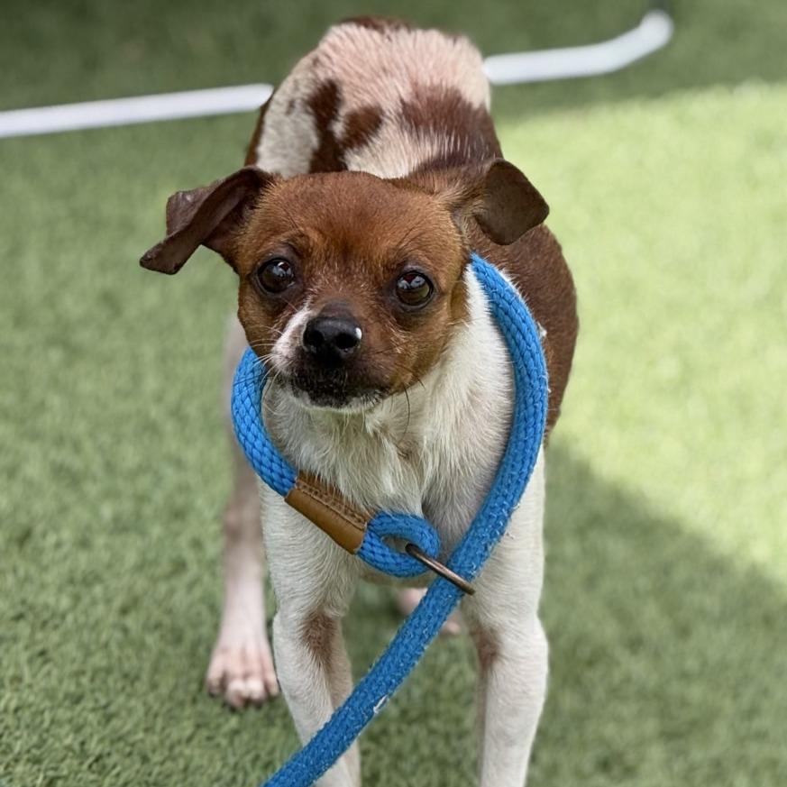 Sour Sophie, Adoptable, Adult Female Chihuahua.
