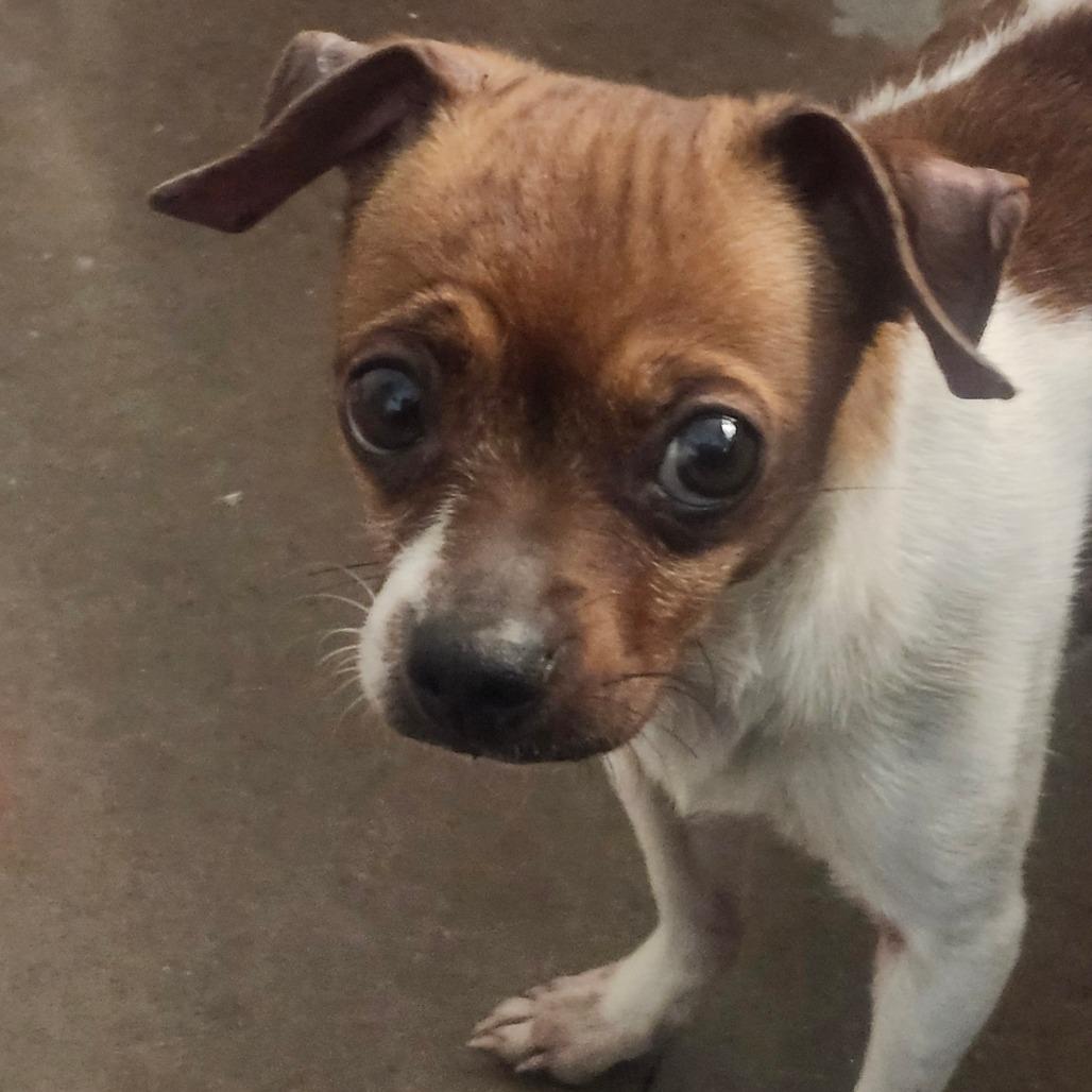 Sour Sophie, Adoptable, Adult Female Chihuahua.