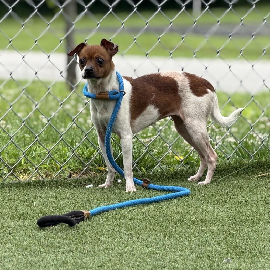 Enlarge Sour Sophie, a Adoptable Chihuahua in Chattanooga, TN image 3/3