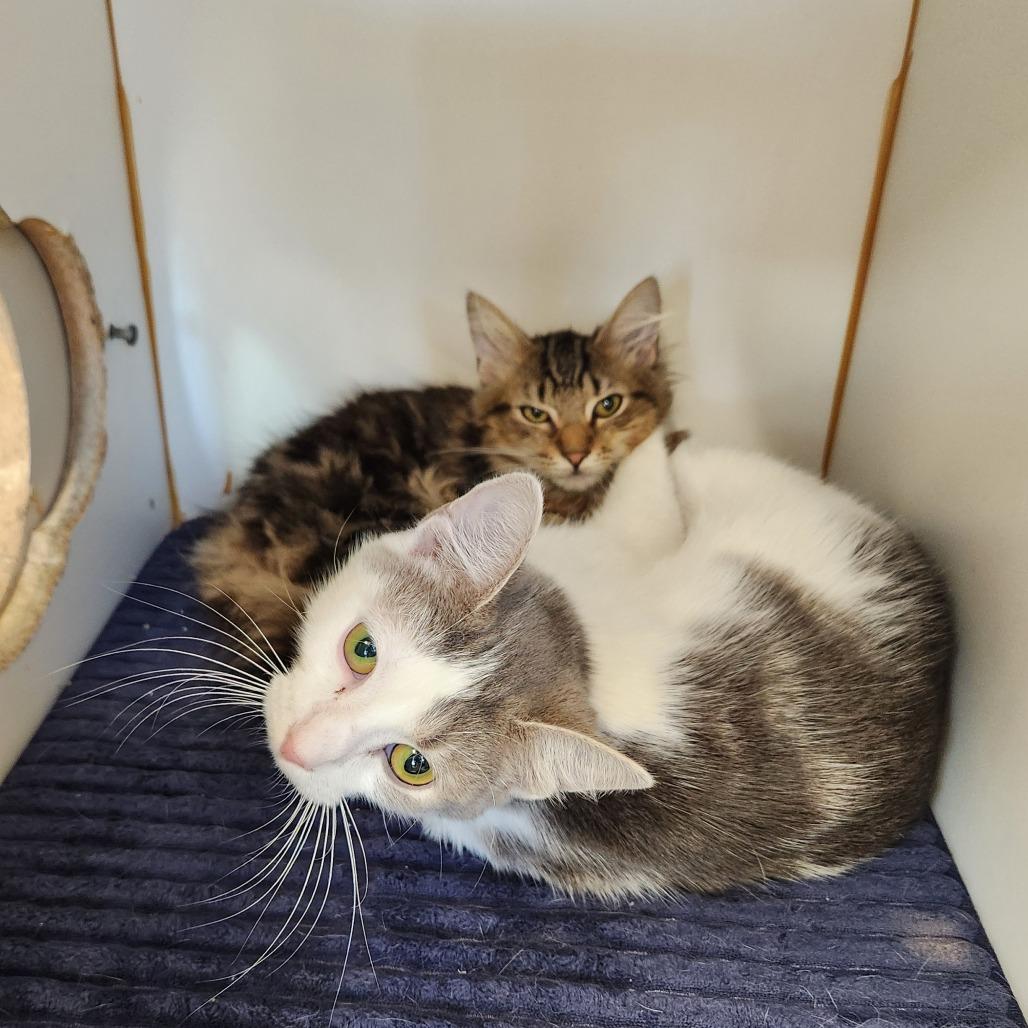 Asterin, Adoptable, Young Female Domestic Medium Hair.