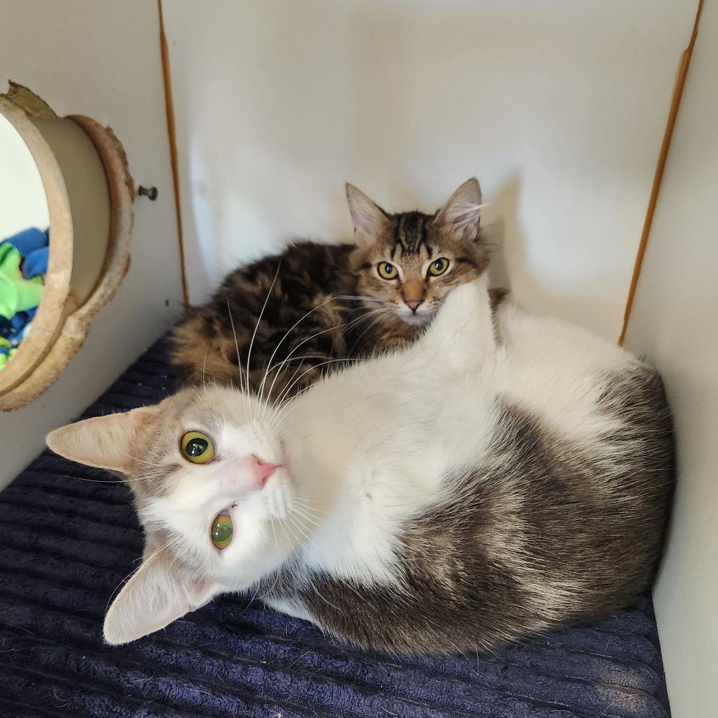 Enlarge Asterin, a Adoptable Domestic Medium Hair in Delaware, OH image 2/4