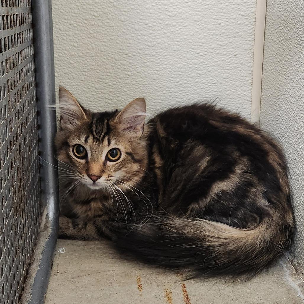 Enlarge Asterin, a Adoptable Domestic Medium Hair in Delaware, OH image 3/4