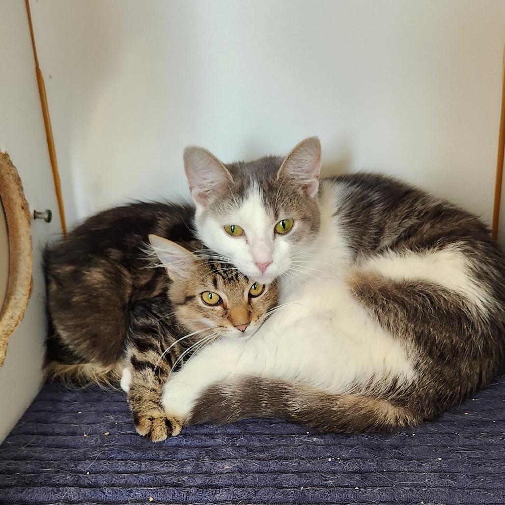 Enlarge Asterin, a Adoptable Domestic Medium Hair in Delaware, OH image 4/4