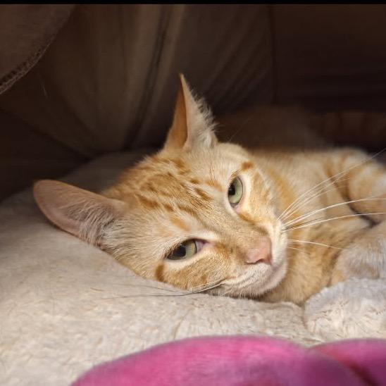 Julius, a Adoptable Domestic Short Hair in Oak Hill, WV image 1/4