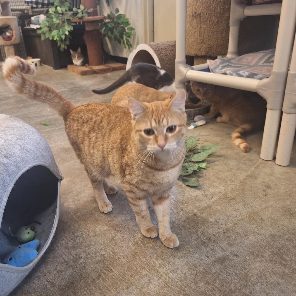 Julius, a Adoptable Domestic Short Hair in Oak Hill, WV image 2/4