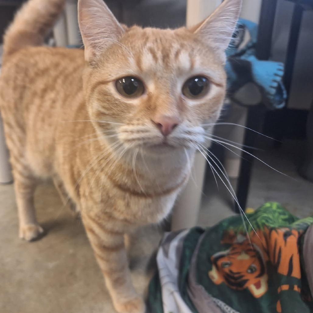 Julius, a Adoptable Domestic Short Hair in Oak Hill, WV image 4/4