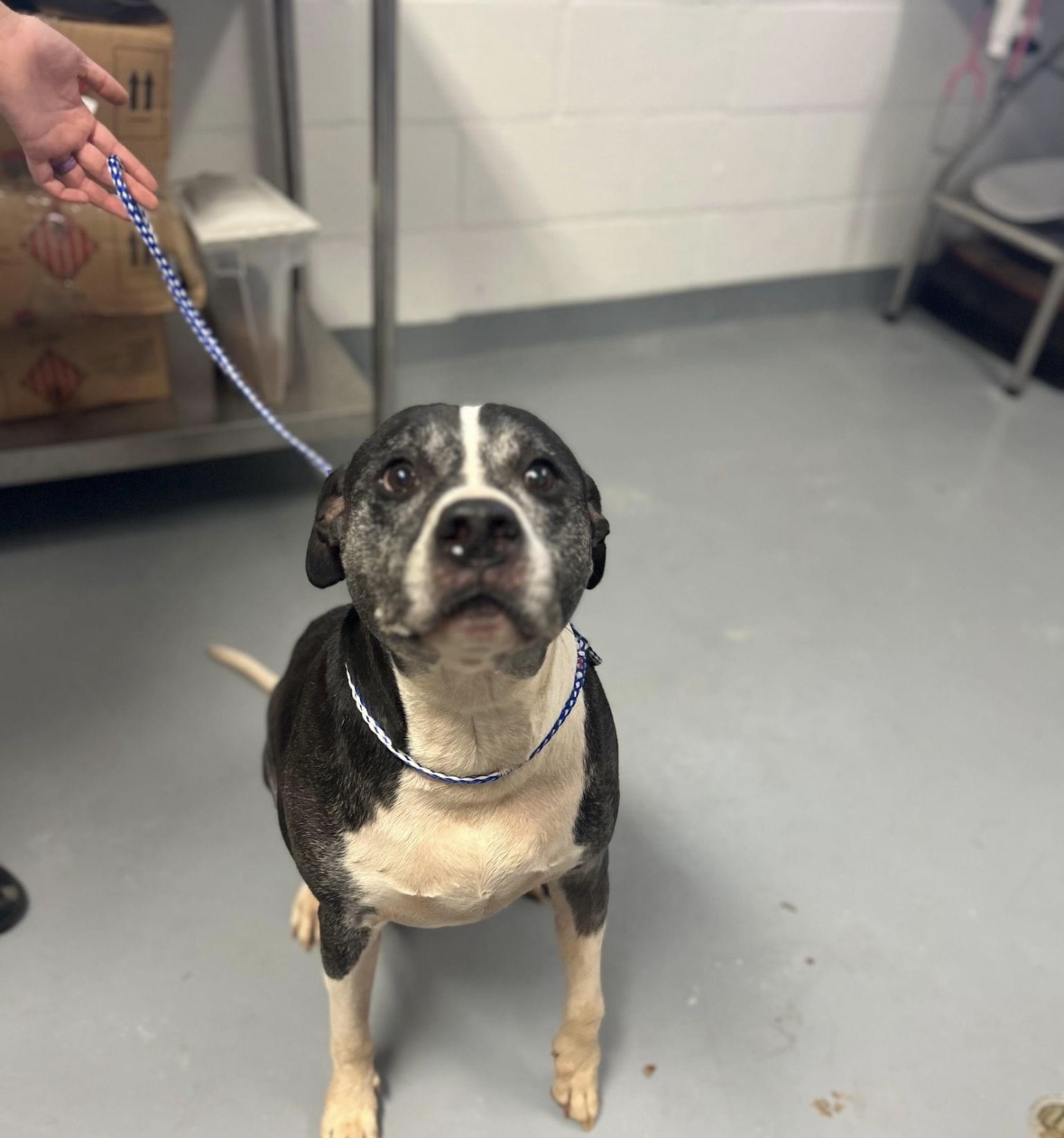 Wilkie, Adoptable, Senior Male Mixed Breed.