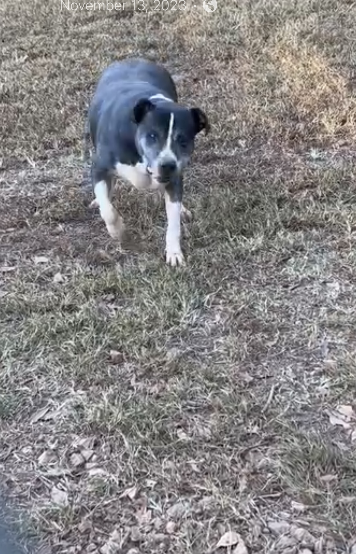 Wilkie, a Adoptable Mixed Breed in Powell, TN image 2/2