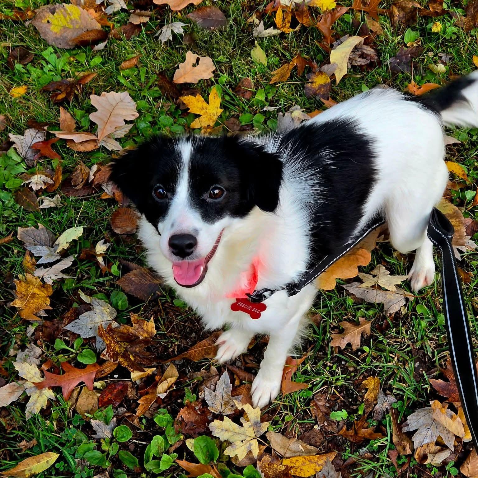 Enlarge Dot, a Adopted mixed breed in Warren, OH image 1/1