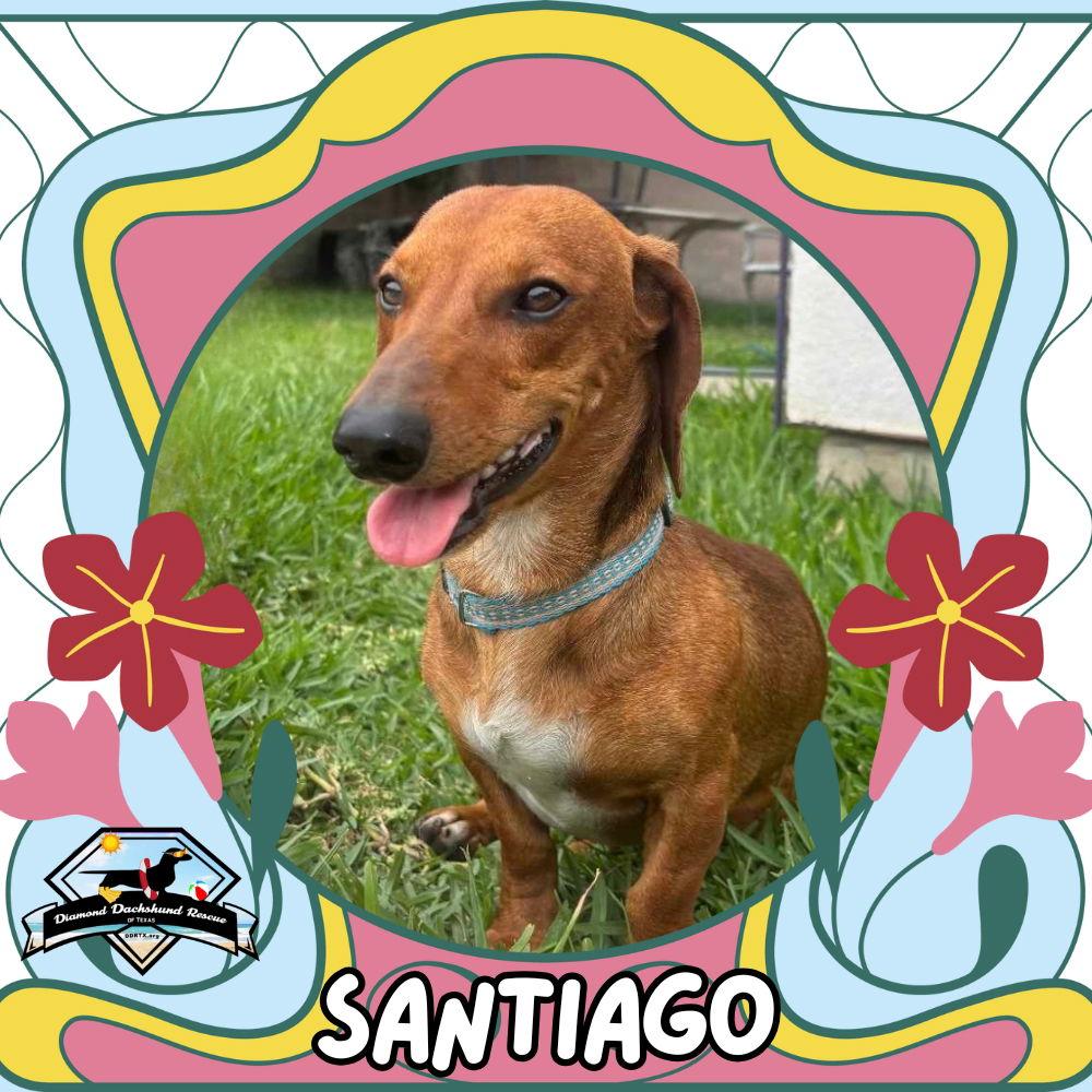 Santiago, Adopted, Adult Male Dachshund.