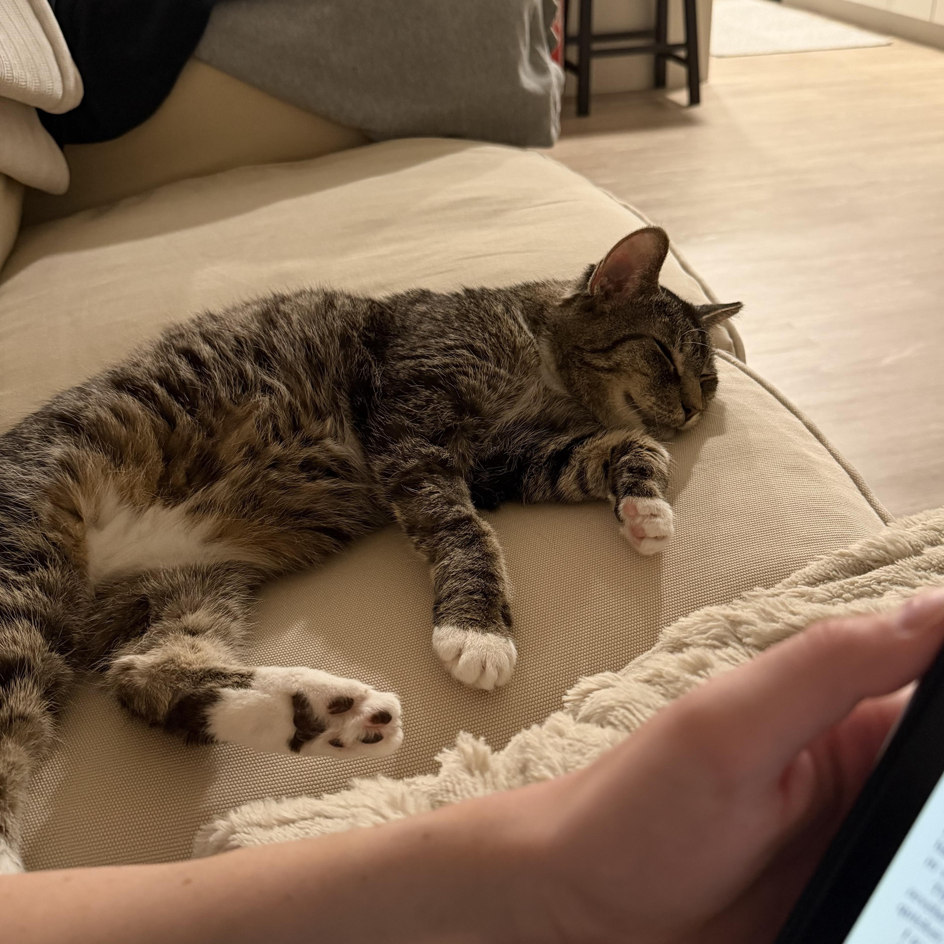 Enlarge Birdie, a ADOPTABLE Domestic Short Hair in Milwaukee, WI image 6/6