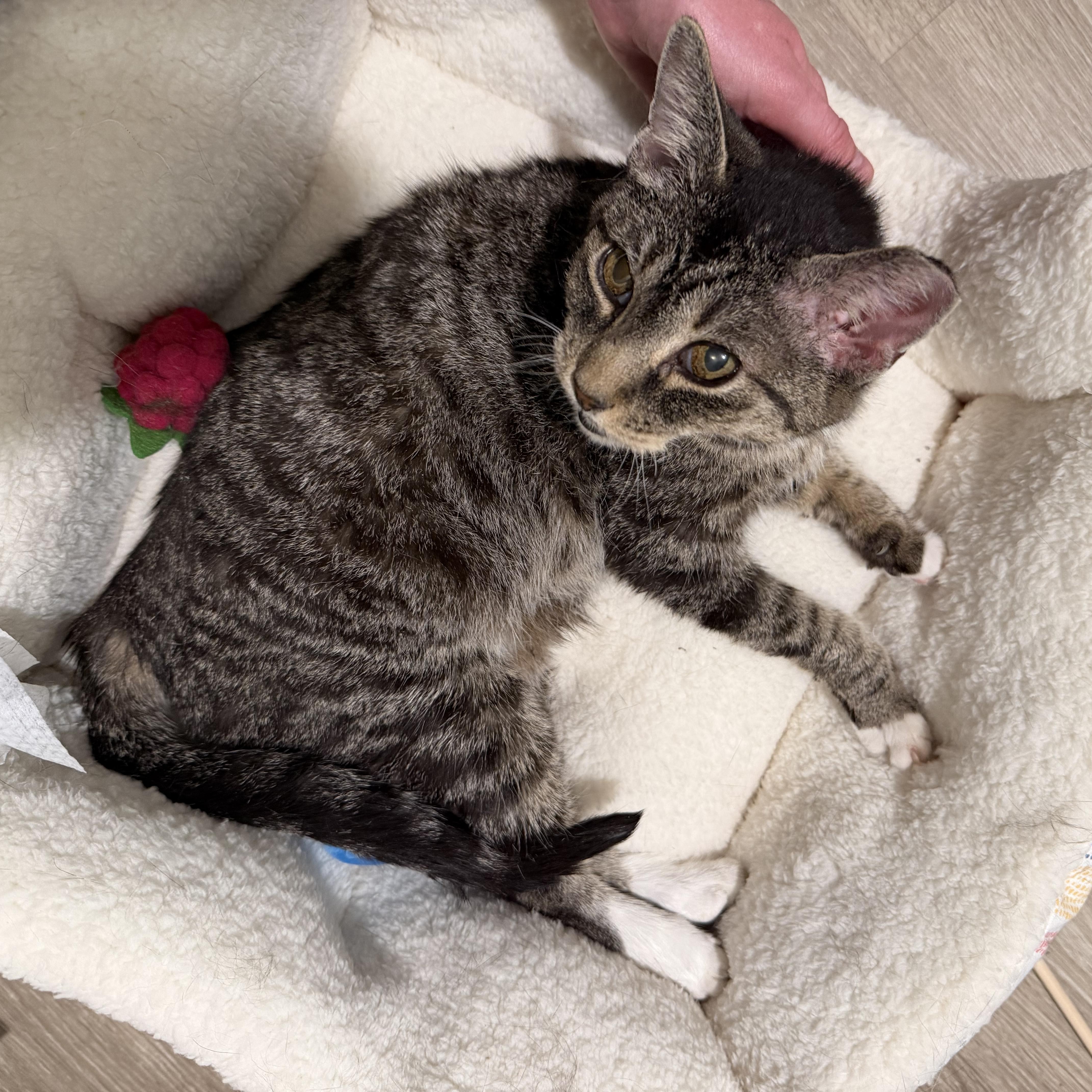 Enlarge Birdie, a ADOPTABLE Domestic Short Hair in Milwaukee, WI image 4/6