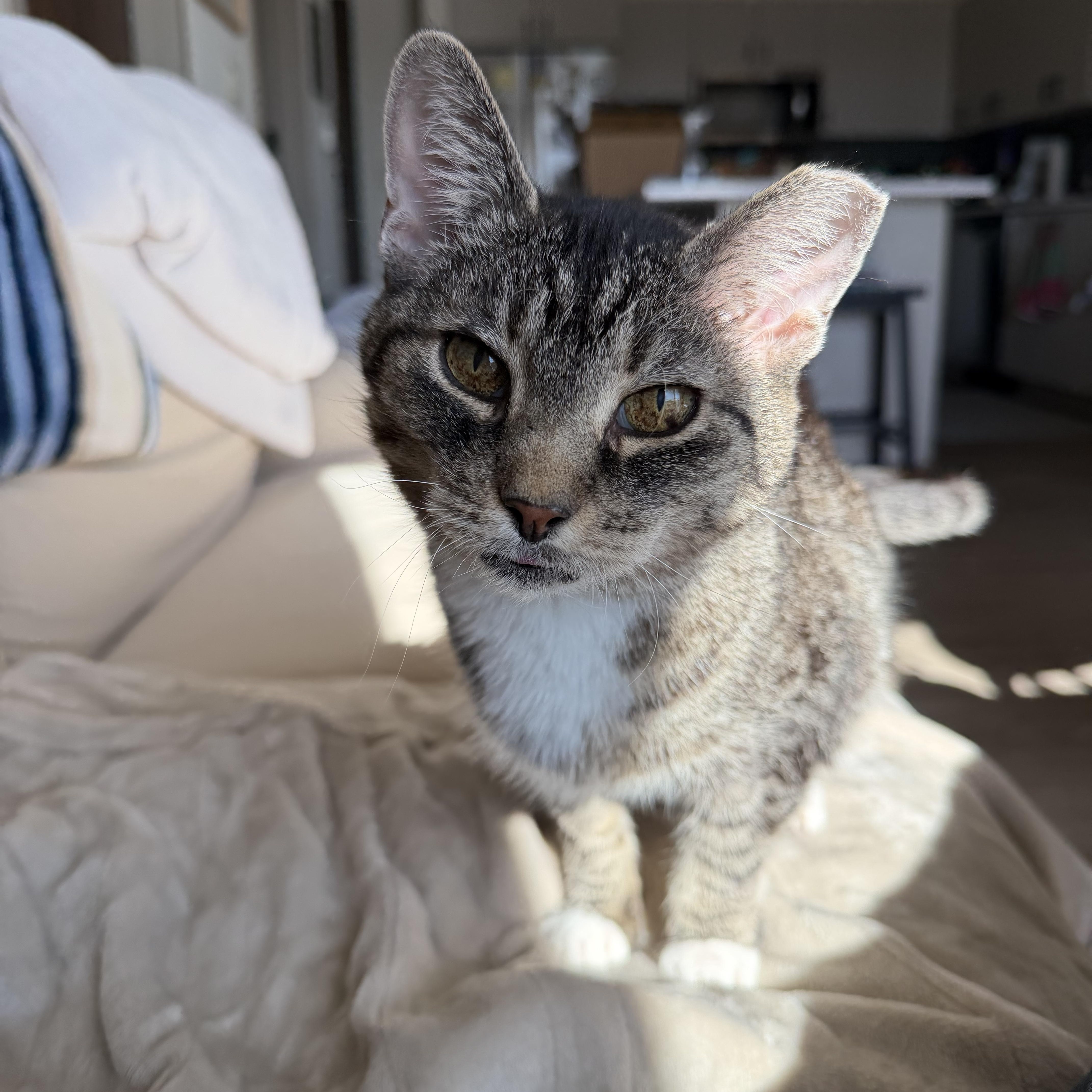 Enlarge Birdie, a ADOPTABLE Domestic Short Hair in Milwaukee, WI image 2/6