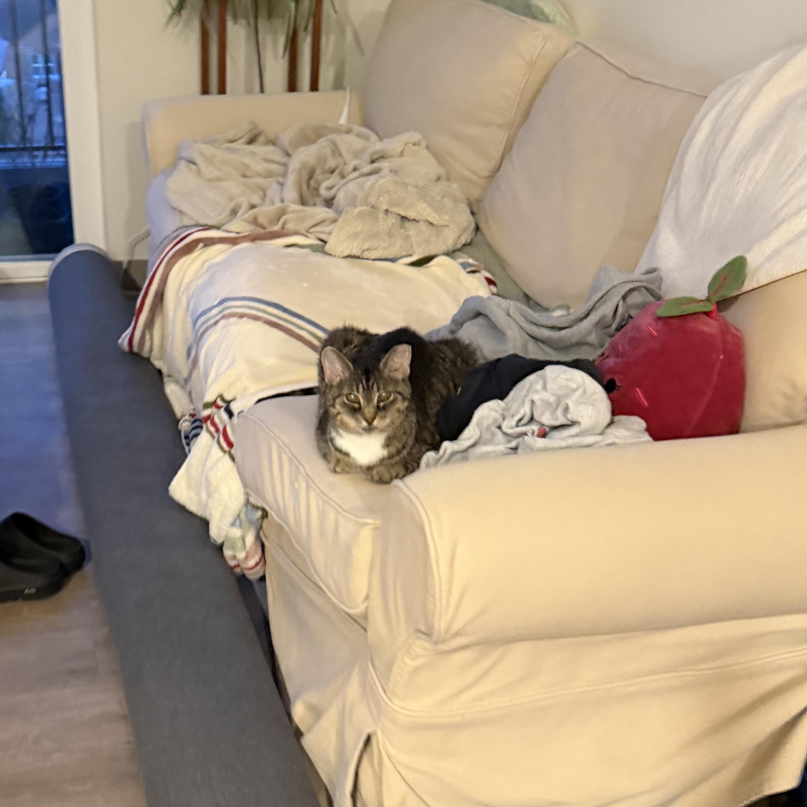 Enlarge Birdie, a ADOPTABLE Domestic Short Hair in Milwaukee, WI image 5/6