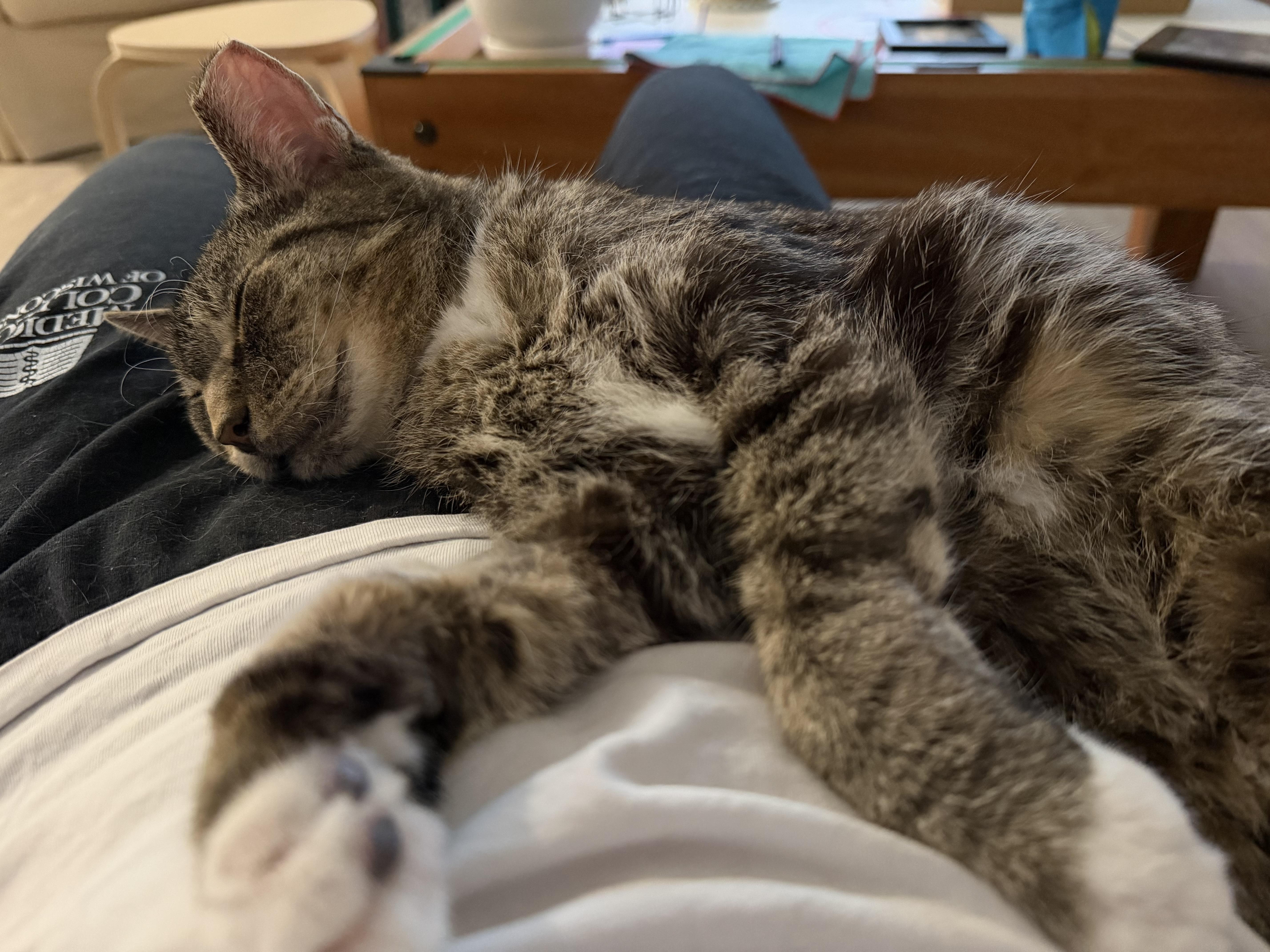 Enlarge Birdie, a ADOPTABLE Domestic Short Hair in Milwaukee, WI image 3/6