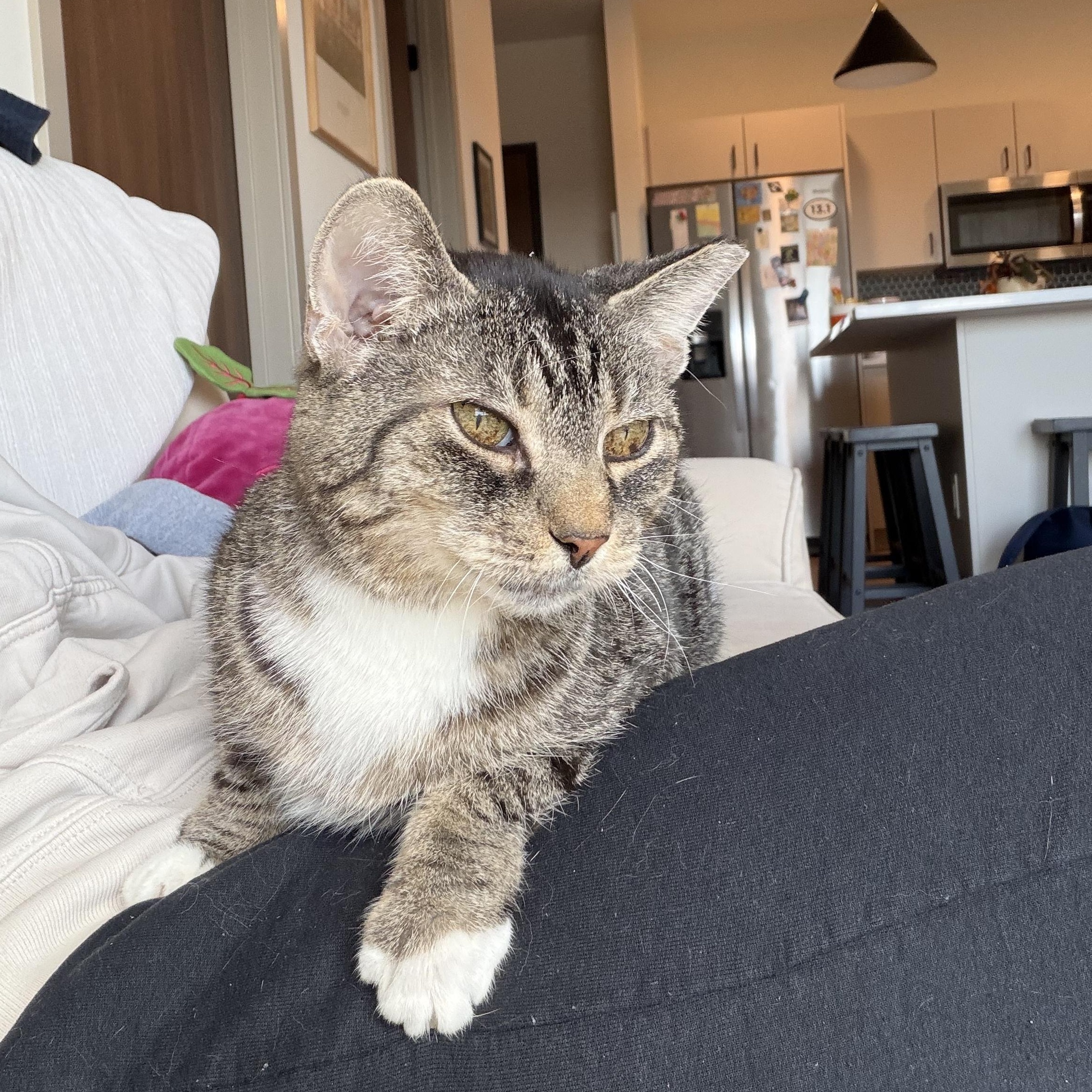 Enlarge Birdie, a ADOPTABLE Domestic Short Hair in Milwaukee, WI image 1/6
